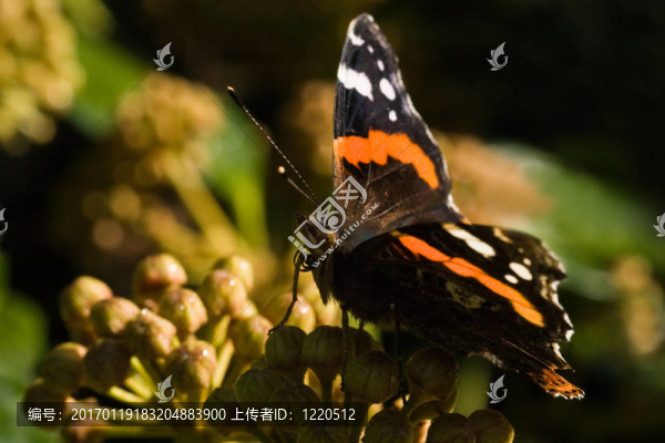 紅上將對(duì)普通常春藤花