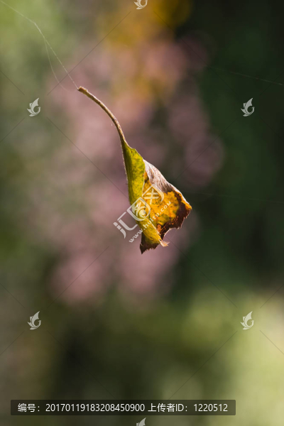 旋轉(zhuǎn)的小蘋果葉