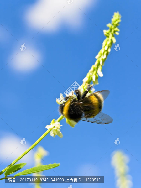 蜜蜂在花
