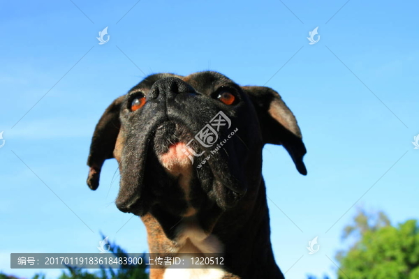 拳師犬爆頭