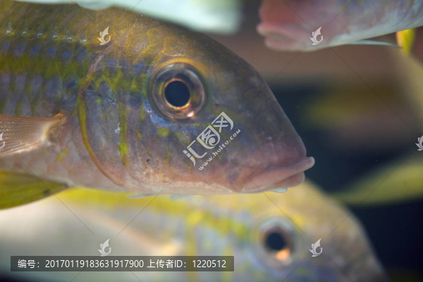 黃鰭金槍魚(yú)鰹