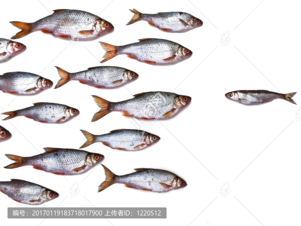 魚群全部由自己