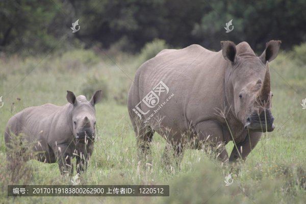 White,Rhino,Mother和小牛