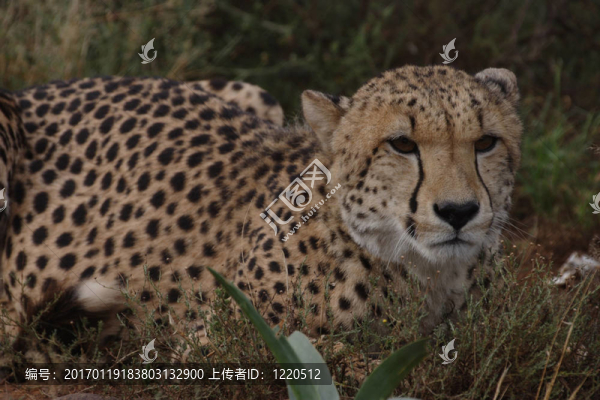 獵豹躺在草地上
