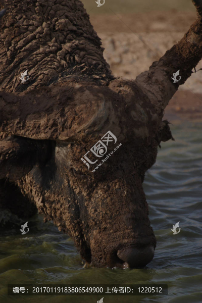 水牛飲料在阿多水坑-匯圖網(wǎng) www.fosd68.com 水牛飲料在阿多水坑