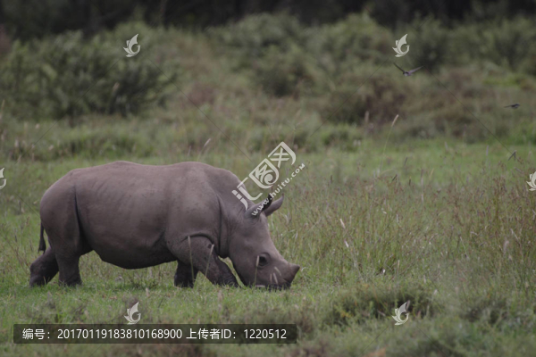 White,Rhino,Baby放牧