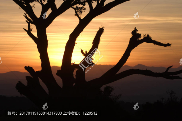 夕陽穿過老無花果樹