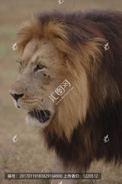 黑鬃獅喀拉哈里沙漠-匯圖網(wǎng) www.fosd68.com 黑鬃獅喀拉哈里沙漠