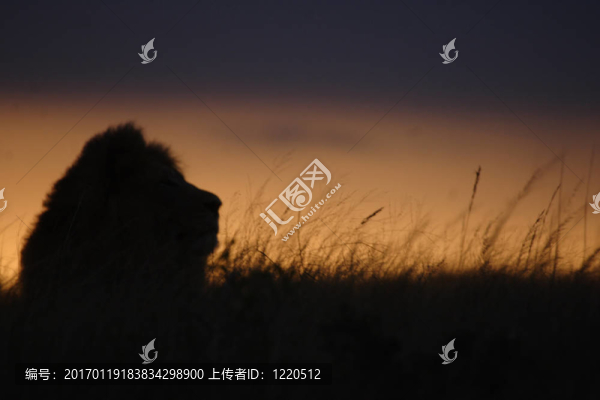 長(zhǎng)草獅子-匯圖網(wǎng) www.fosd68.com 長(zhǎng)草獅子