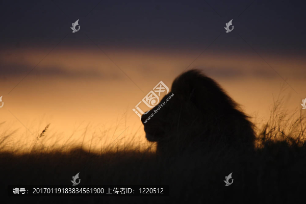 獅子的剪影-匯圖網(wǎng) www.fosd68.com 獅子的剪影