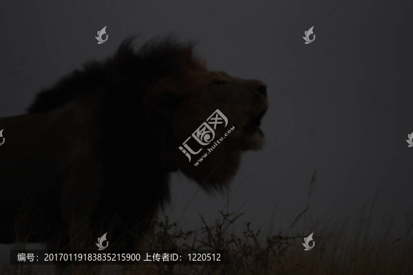 黃昏咆哮的獅子