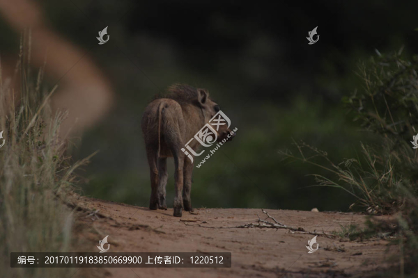 失去了Warthog,Baby