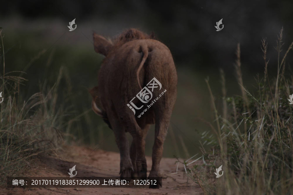 疣豬回家