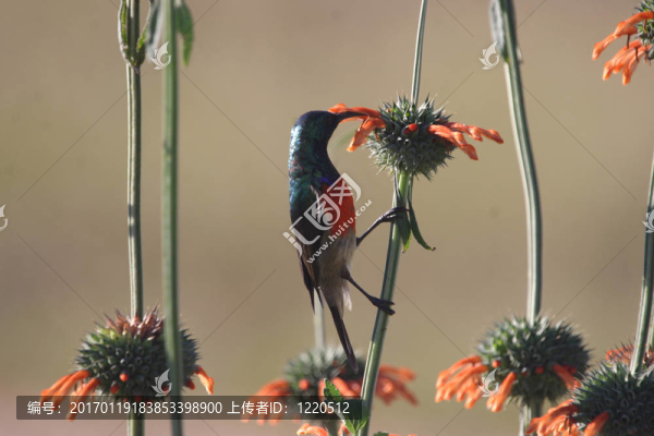 太陽鳥