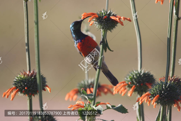 雙領(lǐng)太陽鳥
