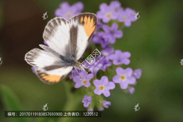 蝴蝶在紫色的花上