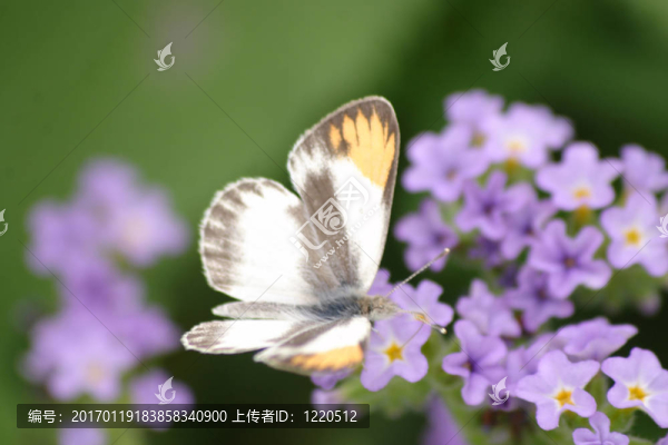 橙尖粉蝶