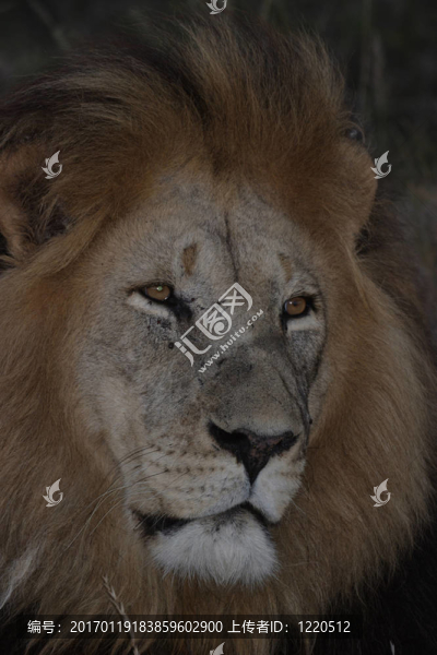 獅子王
