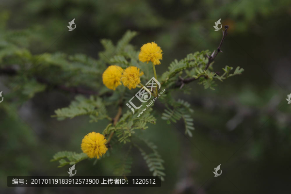 甜蜜的刺花
