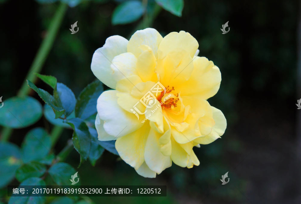 黃綠色