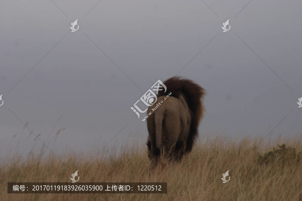 獅子走