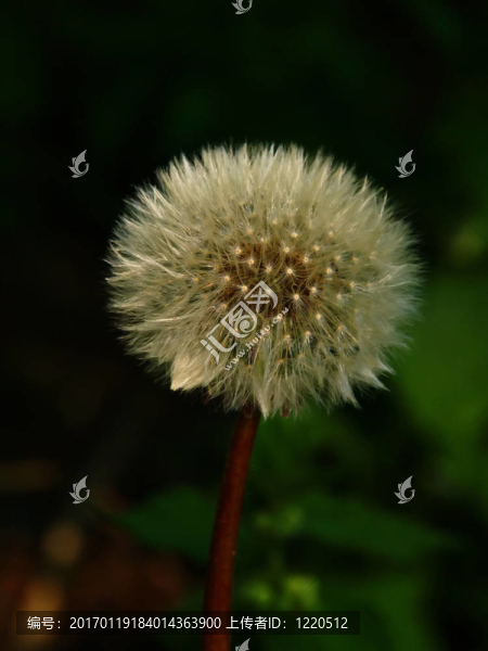 闊葉蒲公英蒲公英
