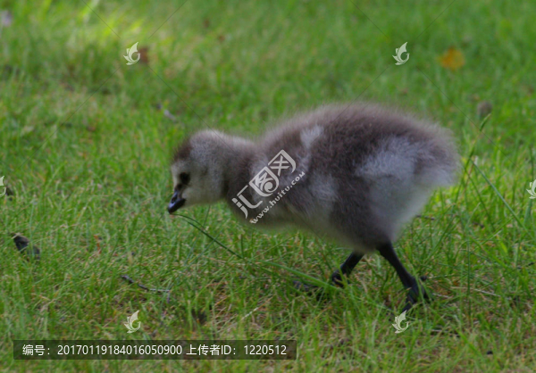 藤壺鵝