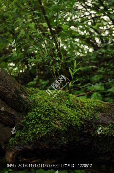 Moss,002