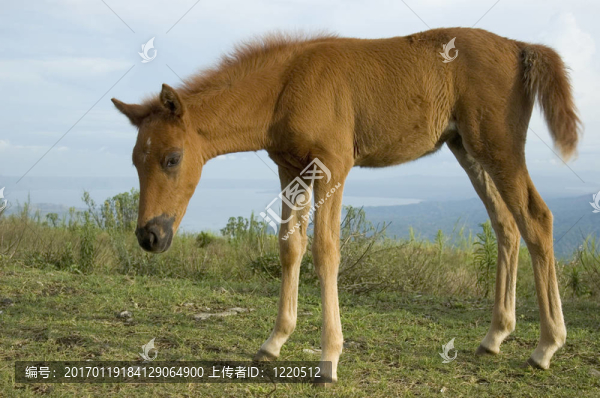 塔蓋泰城菲律賓新生的馬；