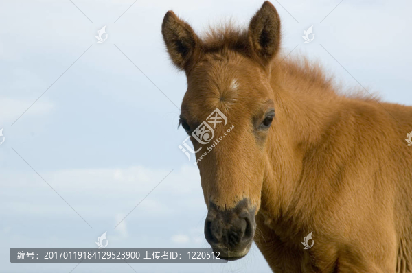 塔蓋泰城菲律賓新生的馬；