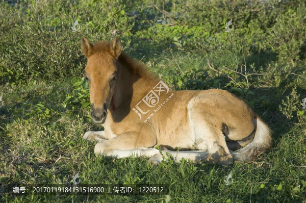塔蓋泰城菲律賓新生的馬；