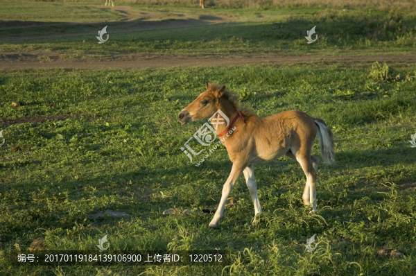 塔蓋泰城菲律賓新生的馬；