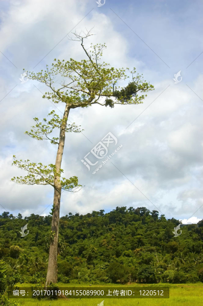 一個(gè)從測井在帕拉南低地把剩余的樹木；Isabela；菲律賓