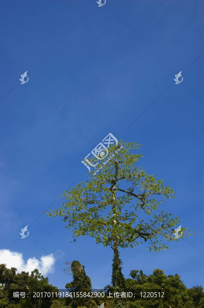 一個(gè)從測井在帕拉南低地把剩余的樹木；Isabela；菲律賓