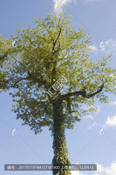 在帕拉南低地的剩余的樹木之一；Isabela；菲律賓