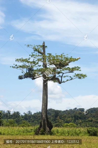 一個從測井在帕拉南低地把剩余的樹木；Isabela；菲律賓