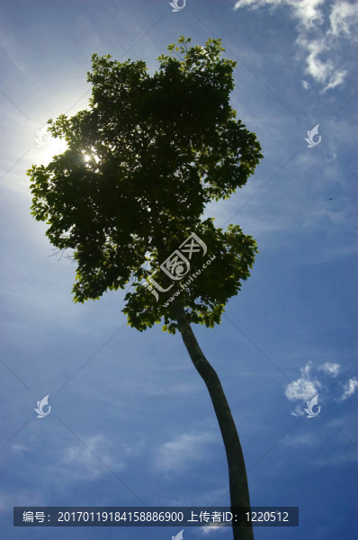 一個從測井在帕拉南低地把剩余的樹木；Isabela；菲律賓