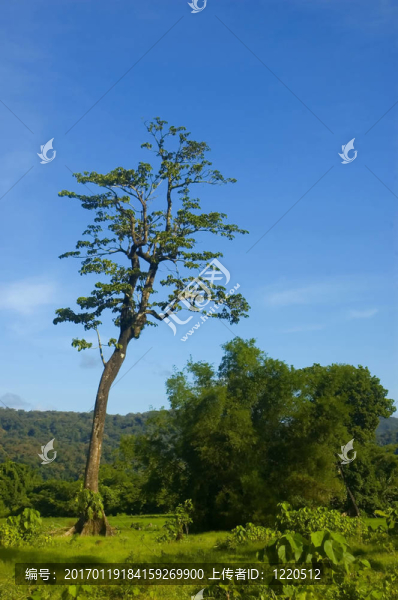 一個(gè)從測(cè)井在帕拉南低地把剩余的樹木；Isabela；菲律賓