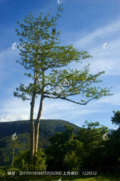 一個從測井在帕拉南低地把剩余的樹木；Isabela；菲律賓