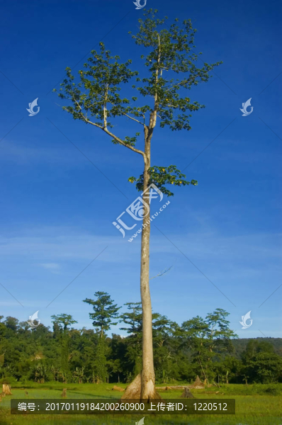 一個(gè)從測井在帕拉南低地把剩余的樹木；Isabela；菲律賓