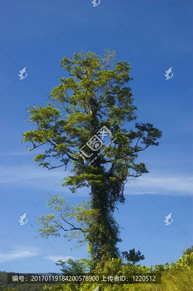 一個(gè)從測(cè)井在帕拉南低地把剩余的樹木；Isabela；菲律賓