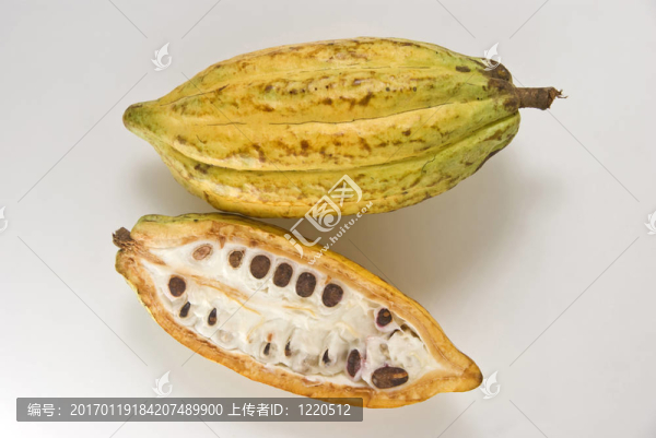 成熟的可可果