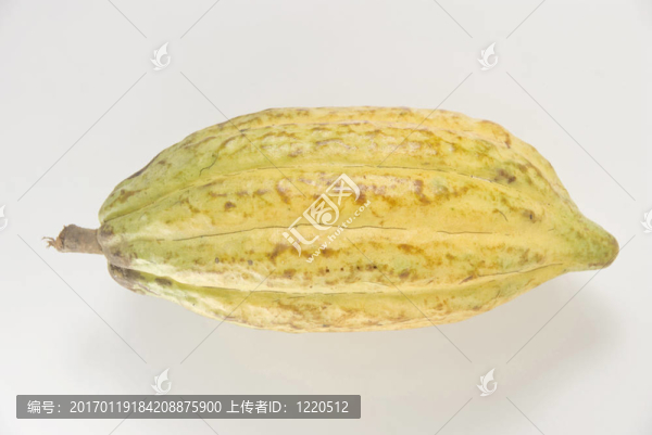 成熟的可可果