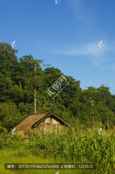 玉米種植園前的小木屋