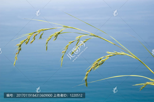 奧羅拉省沿岸的增長