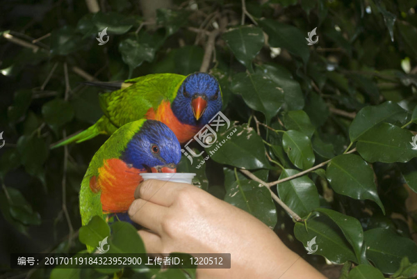 美麗的熱帶鳥類擺好姿勢(shì)拍照。