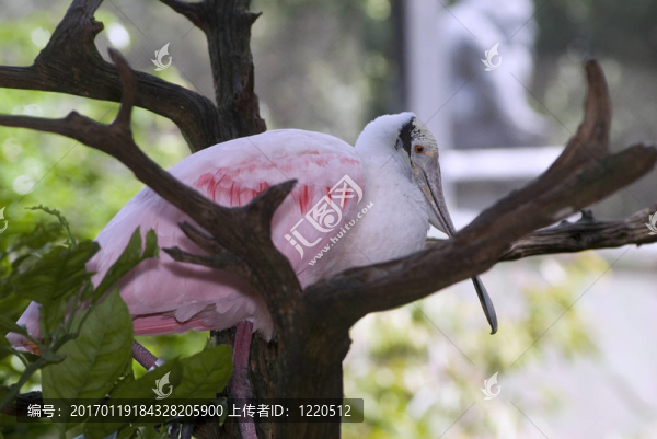 美麗的熱帶鳥類擺好姿勢拍照。