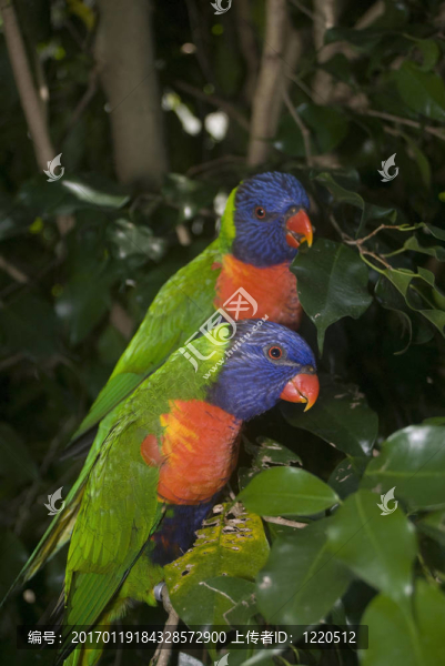 美麗的熱帶鳥擺好姿勢拍照。