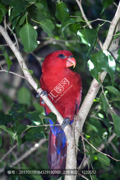 美麗的熱帶鳥擺好姿勢拍照。