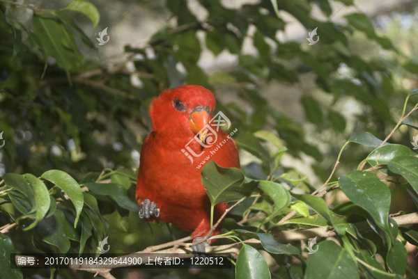 美麗的熱帶鳥類擺好姿勢拍照。